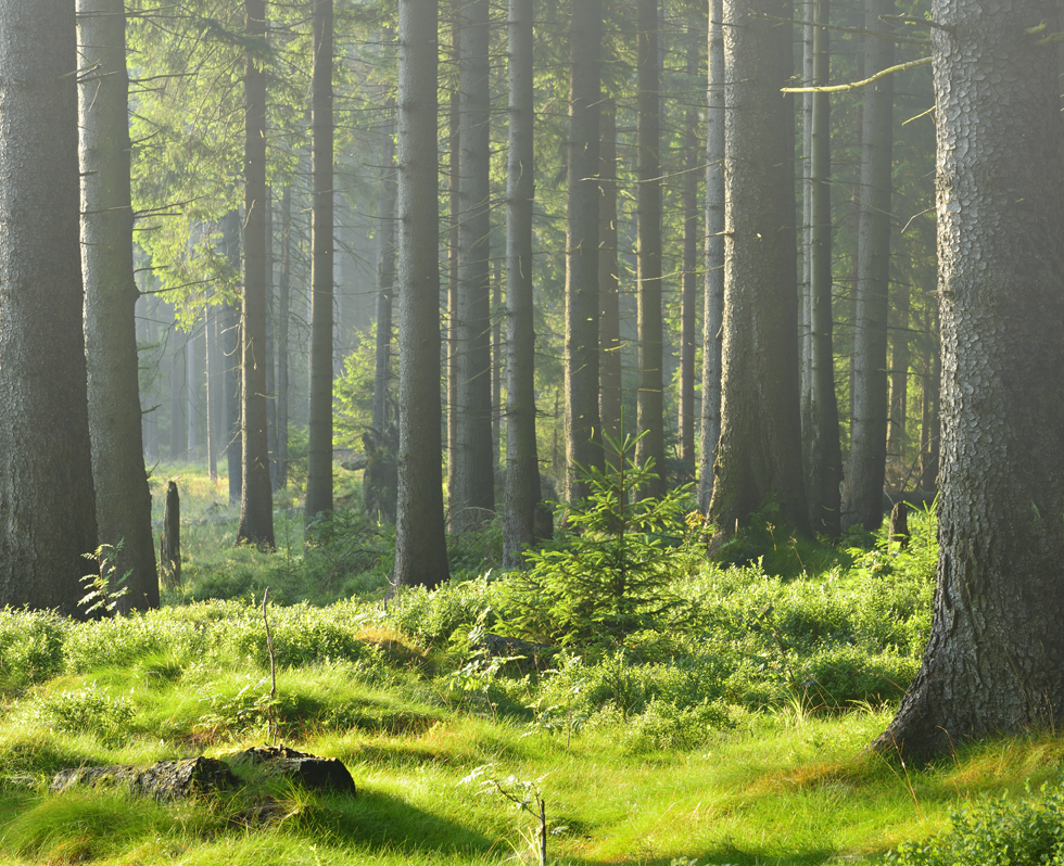 foggy forrest picture